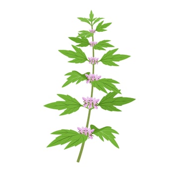 Vector illustration, Leonurus cardiaca, known as motherwort, isolated on white background.