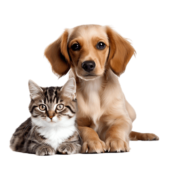 AI generated cat and puppy on transparent background PNG image