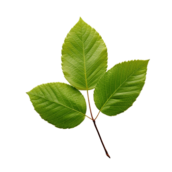 AI generated Alder leaf clip art png