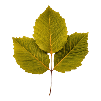 AI generated Alder leaf clip art png
