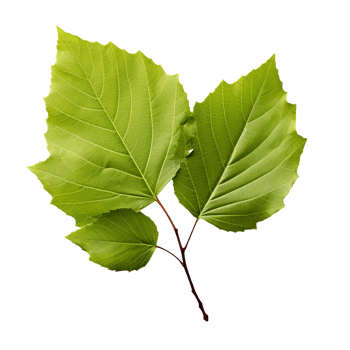 AI generated Alder leaf clip art png