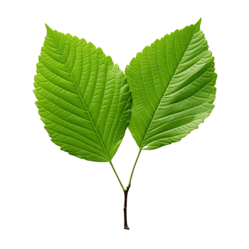 AI generated Alder leaf clip art png