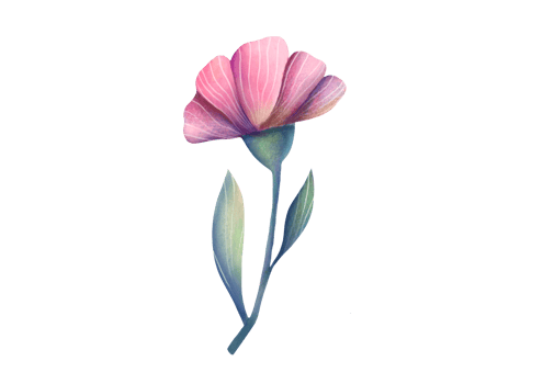 Watercolor trendy pink Flower rosehip or rose. cute plant on transparent background. for Wedding Invitation, save the date, thank you, greeting card. floral botanical clip art cut out illustration png