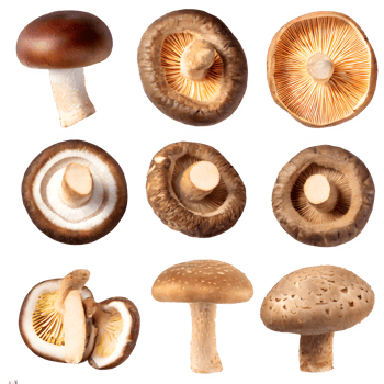 AI generated shiitake mushroom isolated on transparent background png