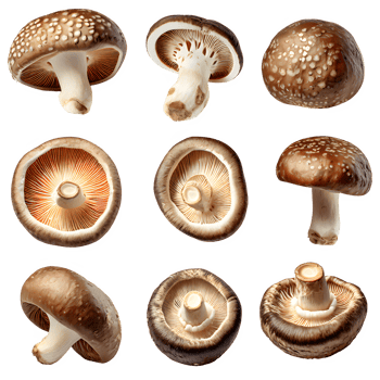 AI generated shiitake mushroom isolated on transparent background png