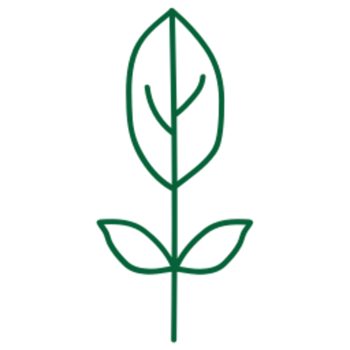 Leaf illustration design png