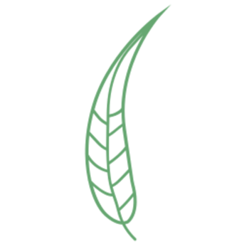 Leaf illustration design png