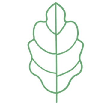 Leaf illustration design png