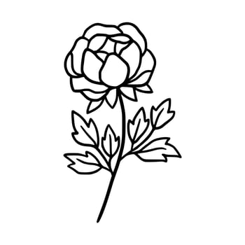 Vintage hand drawn line art peony flower and leaf branch vector