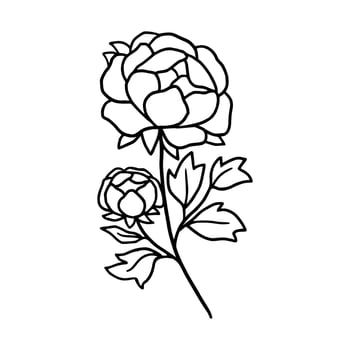 Vintage hand drawn line art peony flower and leaf branch vector