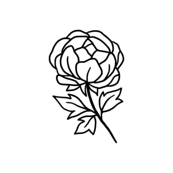 Vintage hand drawn line art peony flower and leaf branch vector