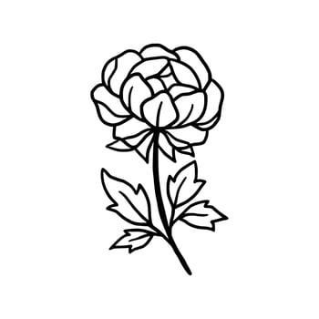 Vintage hand drawn line art peony flower and leaf branch vector