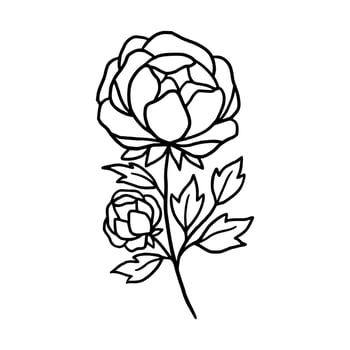 Vintage hand drawn line art peony flower and leaf branch vector