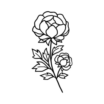Vintage hand drawn line art peony flower and leaf branch vector