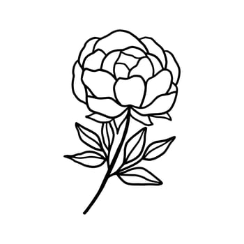 Vintage hand drawn line art peony flower and leaf branch vector