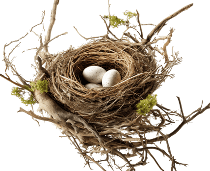 AI generated Bird nest png straw nest png birds nest png nest in tree branch png bird's nest png nest in the tree fowl nest png bridie nest png birds nest transparent background