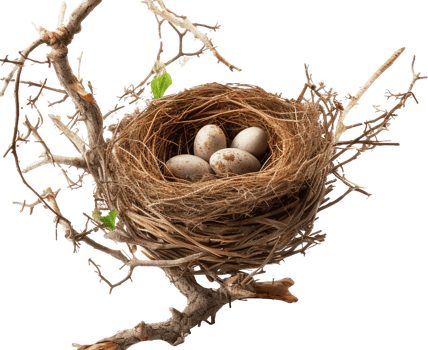 AI generated Bird nest png straw nest png birds nest png nest in tree branch png bird's nest png nest in the tree fowl nest png bridie nest png birds nest transparent background