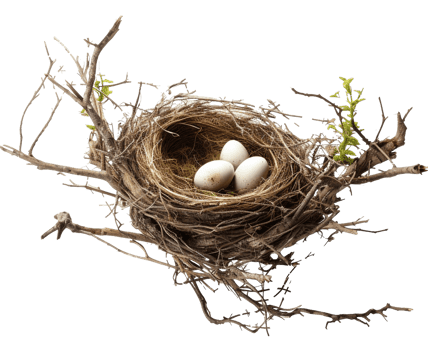 AI generated Bird nest png straw nest png birds nest png nest in tree branch png bird's nest png nest in the tree fowl nest png bridie nest png birds nest transparent background