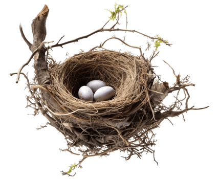 AI generated Bird nest png straw nest png birds nest png nest in tree branch png bird's nest png nest in the tree fowl nest png bridie nest png birds nest transparent background