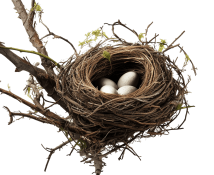 AI generated Bird nest png straw nest png birds nest png nest in tree branch png bird's nest png nest in the tree fowl nest png bridie nest png birds nest transparent background
