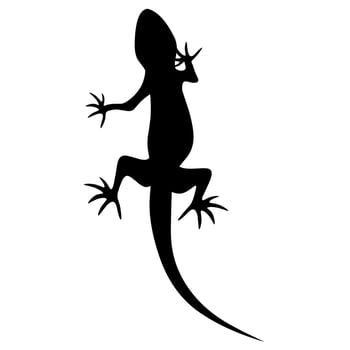 House lizard silhouette. Isolated on white background. Insect eating animals. vector