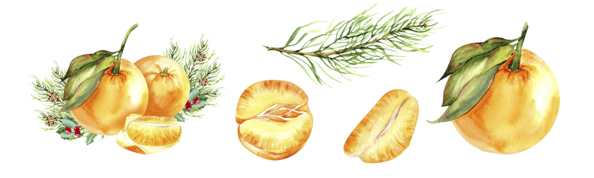 Watercolor Christmas composition illustration set. Orange tangerines with pine branch and single citrus fruit , slice, pine branch set from Christmas collection. Elements for invitation, card png