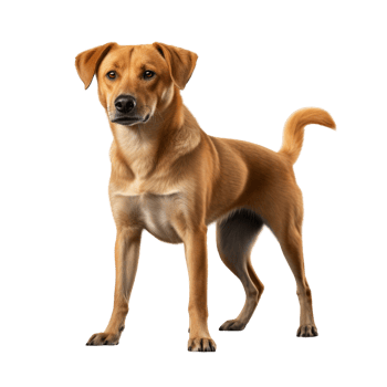AI generated Dog standing clip art png