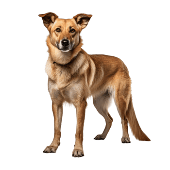 AI generated Dog standing clip art png