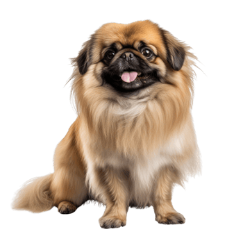 AI generated Pekingese Dog full body clip art png