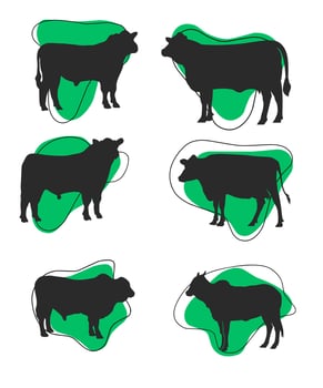 Aberdeen angus silhouettes, Aberdeen angus silhouette set vector