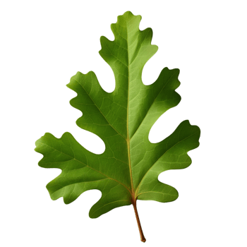 AI generated Oak leaf clip art png