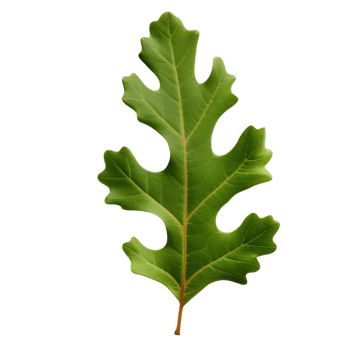 AI generated Oak leaf clip art png
