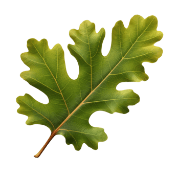 AI generated Oak leaf clip art png