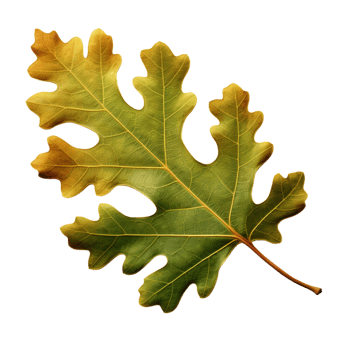 AI generated Oak leaf clip art png