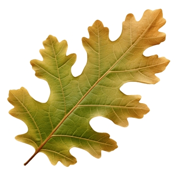 AI generated Oak leaf clip art png