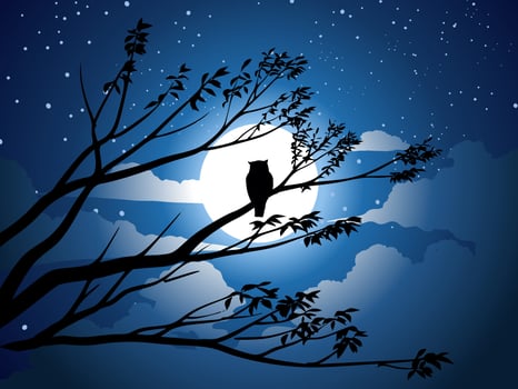 Night illustration with owl on the tree branch and full moon vector
