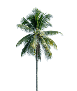 Coconut palm tree isolated on transparent background. PNG File