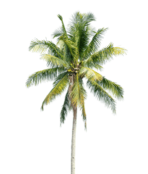 Coconut palm tree isolated on transparent background. PNG File