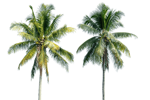 Coconut palm tree isolated on transparent background. PNG File