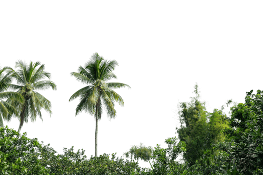Coconut palm tree isolated on transparent background. PNG File