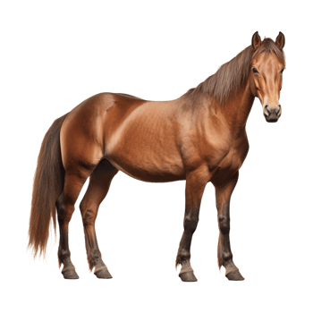 AI generated Beautiful Horse on Transparent Background - Ai Generated png