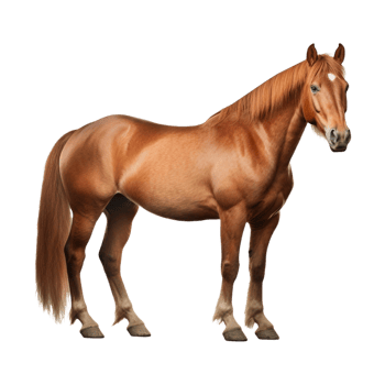 AI generated Beautiful Horse on Transparent Background - Ai Generated png