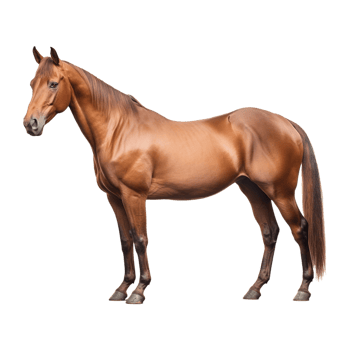 AI generated Beautiful Horse on Transparent Background - Ai Generated png