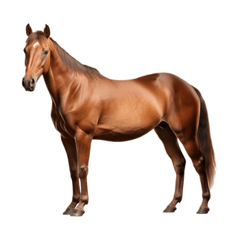 AI generated Beautiful Horse on Transparent Background - Ai Generated png