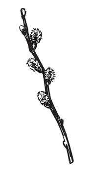 Pussy willow twig sketch. Spring time blooming tree branch clipart. Hand drawn vector illustration isolated on white background.