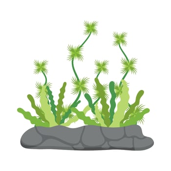 Flat illustration of sea coral reef vector