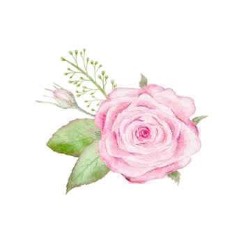 Watercolor pink single rose flower bouquet for valentines day card or Dusty pink wedding bouquet vector