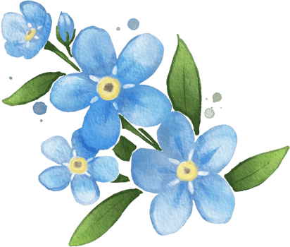Forget me not Flower Watercolor Isolated png