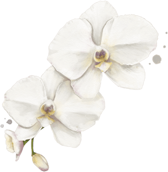 Orchid Flower Watercolor Isolated png