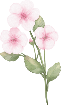 Geranium Flower Watercolor Isolated png